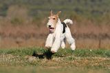 FOX TERRIER 478